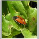 Deraeocoris ruber - Rote Weichwanze 06.jpg